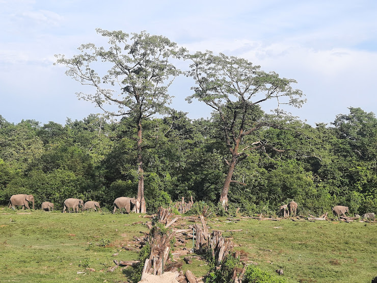 Manas national Park