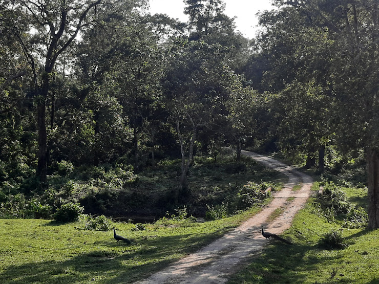 Manas National Park